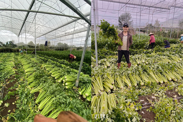 Vùng trồng nguyên liệu cây cần tây Vitrue tại Mộc Châu