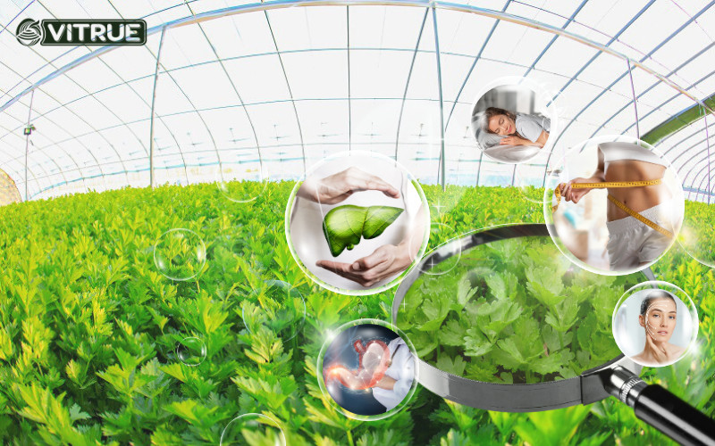Tinh chất cần tâyVITRUE Celery sản xuất từ cần tây hữu cơ đã được kiểm soát chặt chẽ