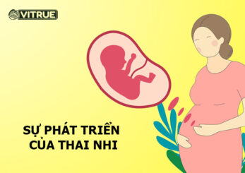 Tìm hiểu sự phát triển của thai nhi qua từng tuần trong bụng mẹ